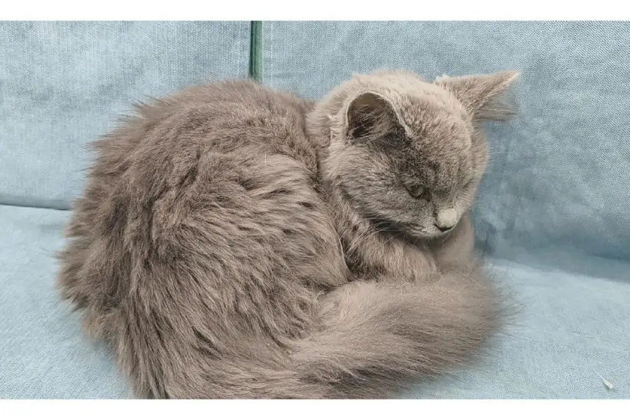 Cat Battling FIP Resting on Couch